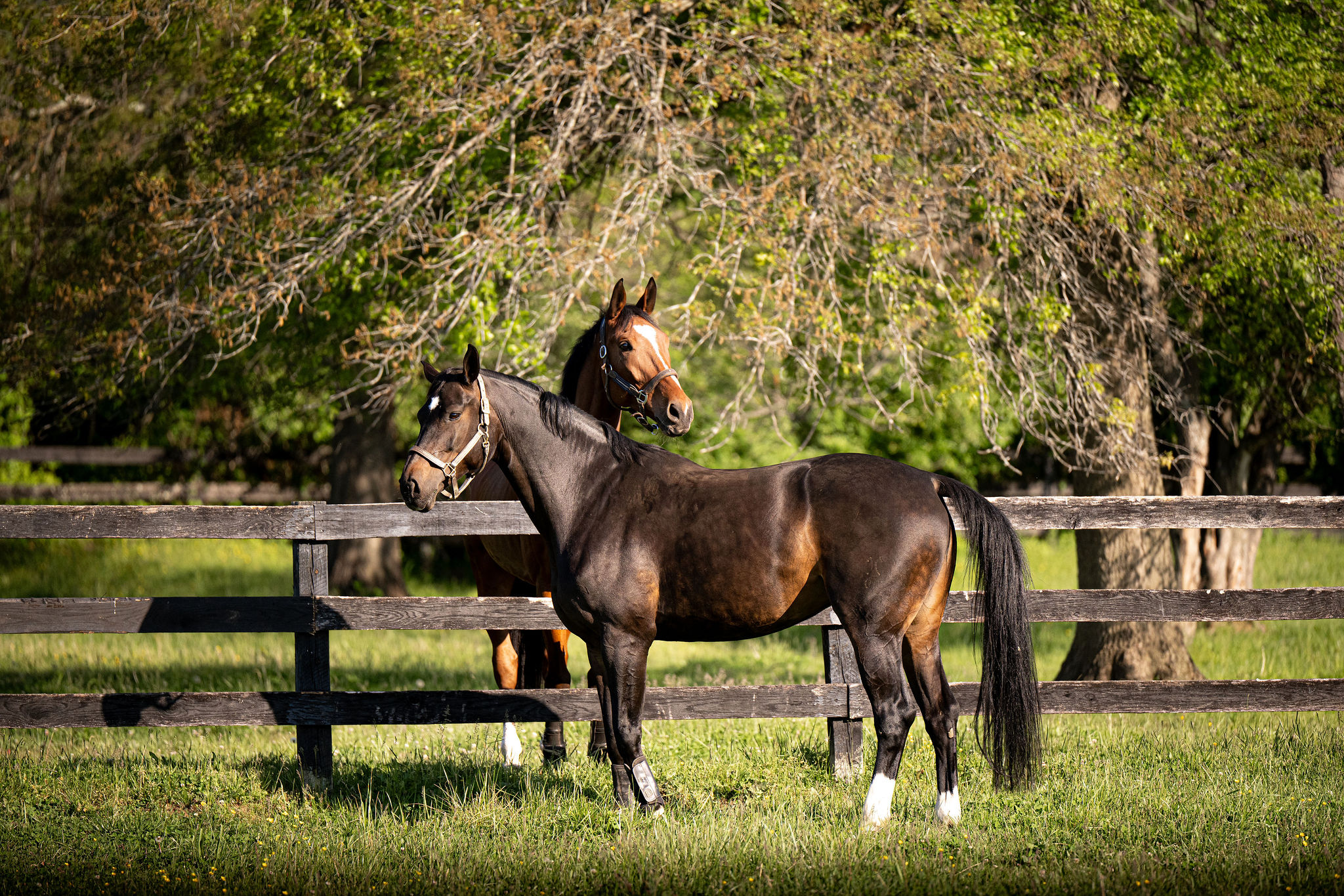 Two horses by the fence at Llangollen Farm