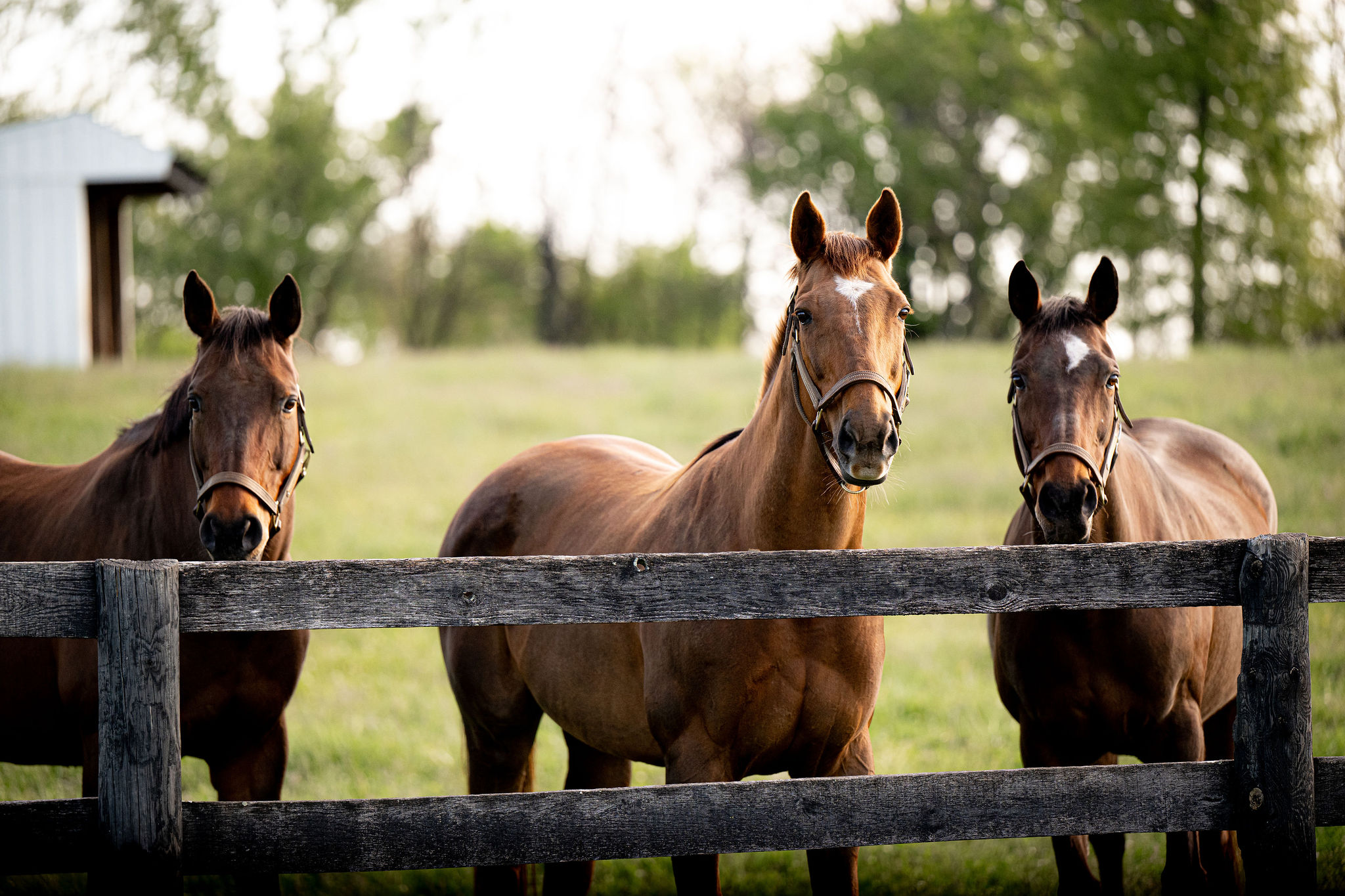 Three horses at the fence at Llangollen Farm